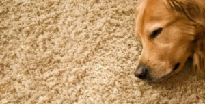 dog on carpet